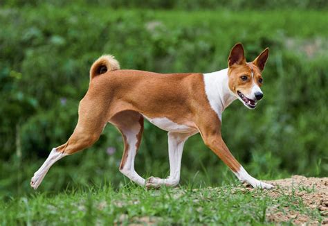 Basenji Dog Breed Profile Your Dog