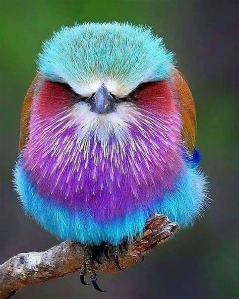 Pin By Kurdistan Median Empire On Mix Colorful Birds Most