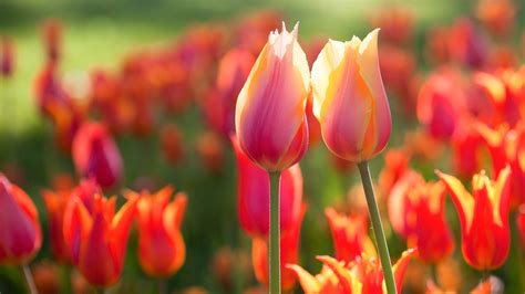 Tulip Flower High Resolution Hd Wallpapers 2015 All Hd