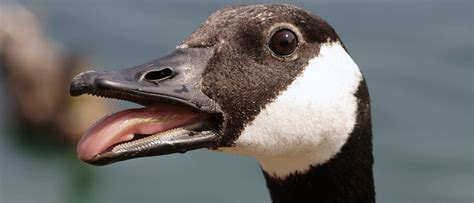 Kill Geese Humane Wildlife Control Society