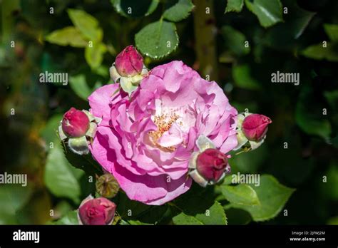Beautiful Purple Roses Are Blooming In The Garden Stock Photo Alamy