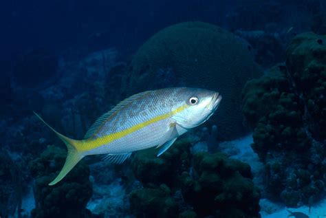 Yellowtail Snapper Photograph by Charles Angelo