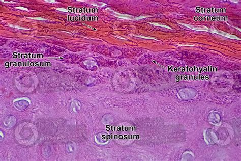Man Skin And Epidermis Vertical Section 1000x Skin And Epidermis