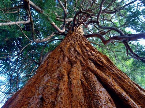 3840x2160 3840x2160 Bark Forest Low Angle Photography Nature Tree