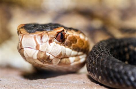 San Antonio One ™ These Venomous Snakes Are On The Rise—heres How To