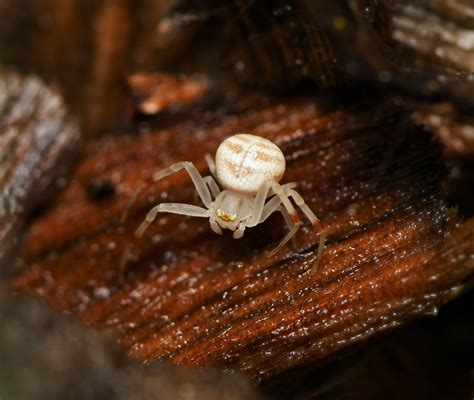 miniscule male crab spider this zygometis xanthogaster cra… flickr