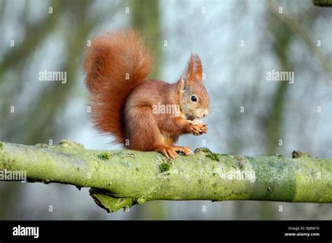 European Red Squirrel Sciurus Vulgaris Sitting On Branch Eating