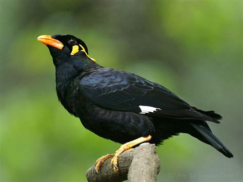 Mynah Bird Pet Birds Black Bird Bird