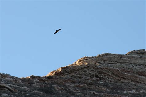 Verde Canyon Railroad An Eagle On Patrol Insomnia Cured Here Flickr