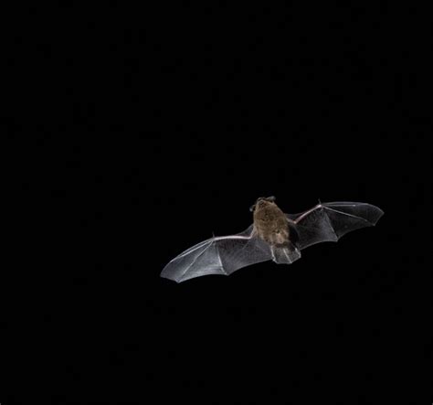 Common Pipistrelle Back Garden Bat Photography Johnpurvis Flickr