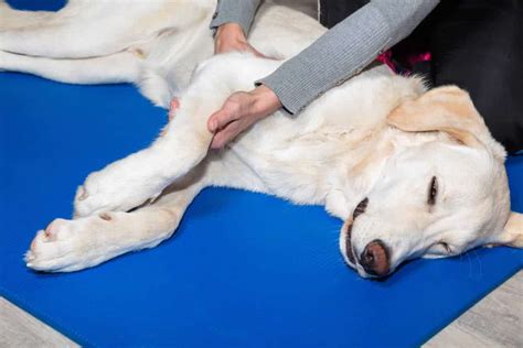 The Healing Power Of Touch For Dogs Massage Professionals Update