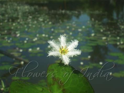 Nymphoides Indica Water Snowflake