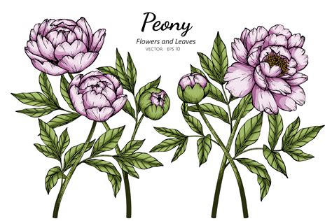 Pink Peony Flowers And Leaves Drawing 1104788 Vector Art At Vecteezy