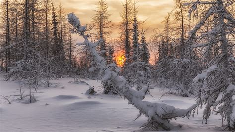 Forest With Snow Covered Fir Trees During Winter Sunset Hd Winter