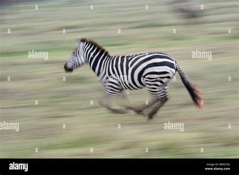 Zebra Galloping Hi Res Stock Photography And Images Alamy