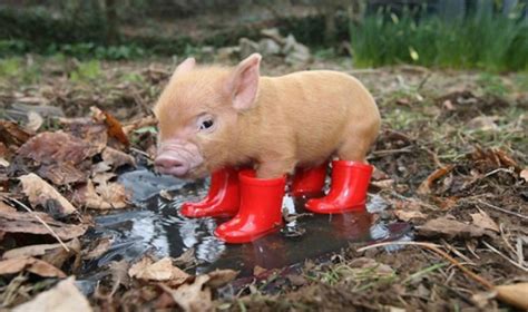 Cerdos Mini Pig Una Nueva Tendencia En Adopción De Mascotas Exóticas