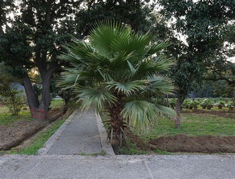 Mexican Fan Palm Guide How To Grow And Care For Washingtonia Robusta