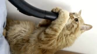 Кот и пылесос Засосало Cat And Hoover Funny Cat Youtube