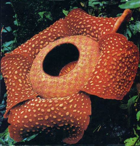 In accordance with 'kew royal botanical gardens', this flower generated by rafflesia arnoldii is reddish with whitish marks on its 5 flower petals. Rafflesia arnoldii page