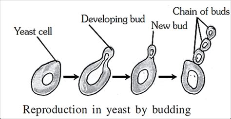 Plant Budding Yeast Ideas Of Europedias