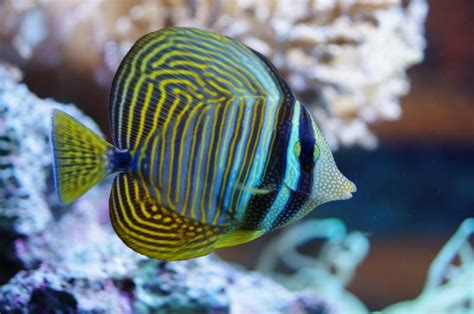 Zebrasoma Desjardinii Desjardini Sailfin Tang