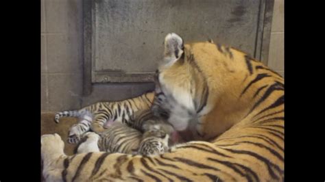 Behind The Scenes Bath Time For Tiger Cubs Youtube
