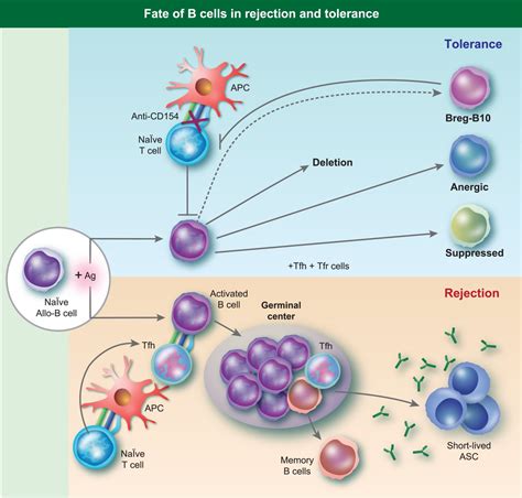 Transplantation Tolerance Dont Forget About The B Cells Chong