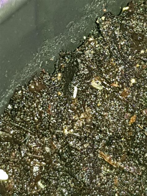 What Are These Little Tiny White Bugs Wenona Proctor