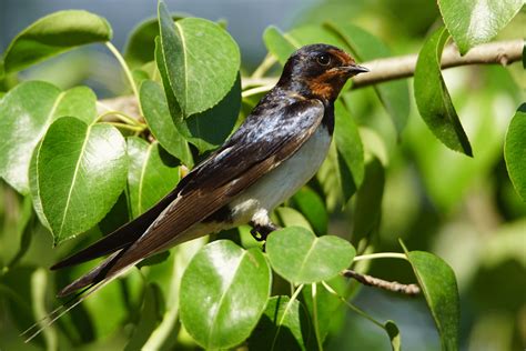 Pasión Por Las Aves Golondrina Comúnhirundo Rustica