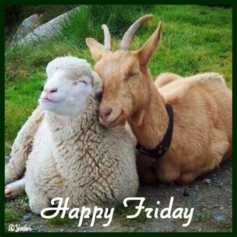 Happy Friday Sheep And Goat Animals Goats Cool Pets