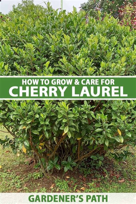 How To Grow And Care For Cherry Laurel Shrubs Gardeners Path
