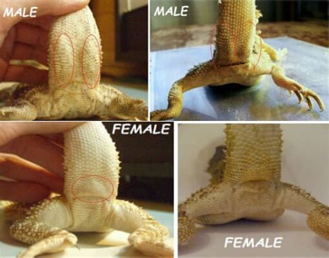 Male Vs Female Bearded Dragons Understanding The Differences In Body