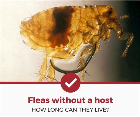 How Long Can Fleas Survive Without A Host Pest Phobia
