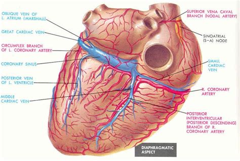 Veins return blood back toward the heart. Coronary arteries and veins of the heart, posterior view | Medical | Pinterest | Heart, The o ...