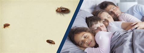 Bed Bug Removal Hawkeye Exterminators Des Moines Iowa