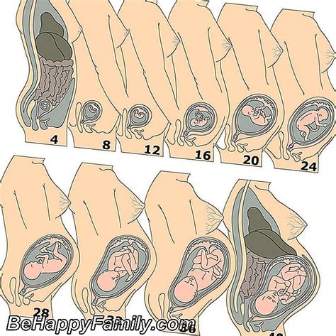 Cómo Crece El Vientre Durante El Embarazo Embarazo