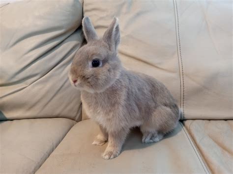 Netherland Dwarf Bunnies For Sale Near Me Have The Finest Web Log