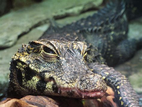 San Diego Zoo West African Dwarf Crocodile Thezygo Flickr