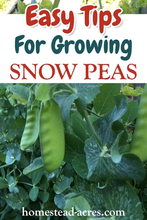 How To Grow Snow Peas Easy Tasty Treat Homestead Acres