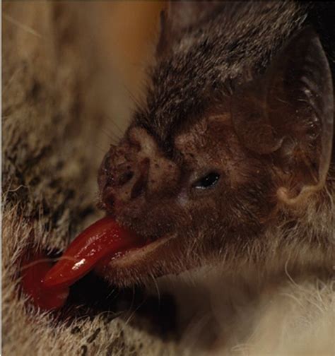 It was published in 2007. A vampire bat feeding on blood. Vampire bats are the only ...