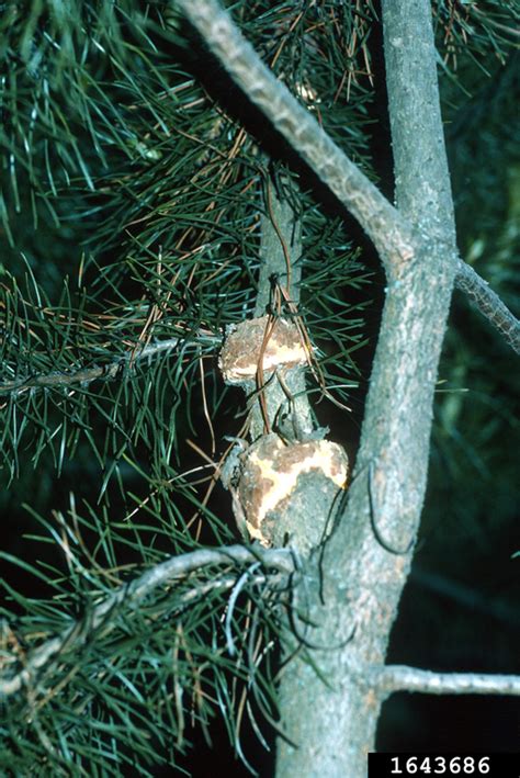 Western Gall Rust Endocronartium Harknessii On Lodgepole Pine Pinus