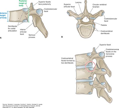 Atypical Thoracic Vertebrae