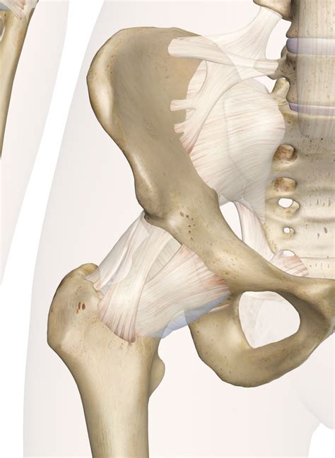 The Hip Joint Complete Physiotherapy