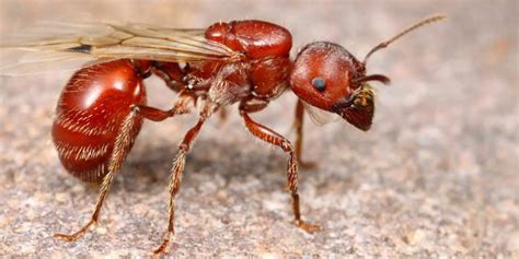 Termites Vs Harvester Ants Learn The Differences Between Them