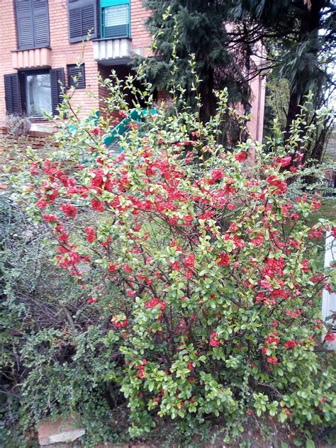 Identification What Is This Shrub With Simple But Attractive Red