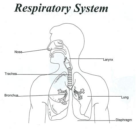 Upper Respiratory System Respiratory System Anatomy