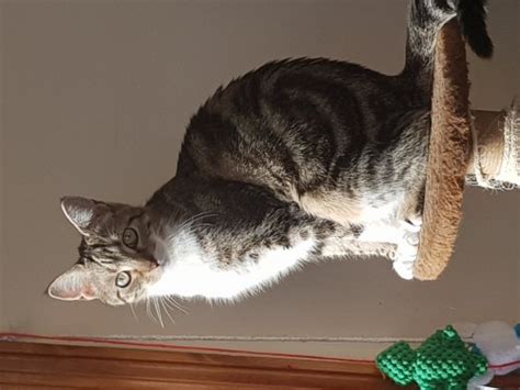 Lily The Tabby Cat Lost Munster Lost And Found Pet Helpline Munster