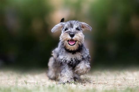 Miniature Schnauzer Full Profile History And Care