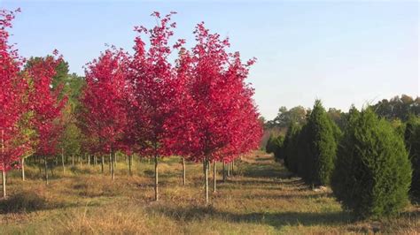 Curiosities of the Canada Red Maple Tree | Caledon Treeland