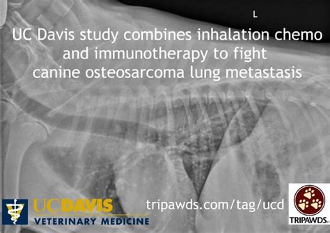 Uc Davis Inhalation Chemotherapy Study For Dogs Fights Lung Metastasis